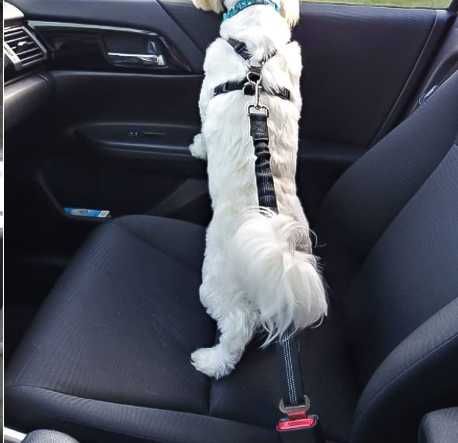 Pas bezpieczeństwa , smycz dla psa do samochodu