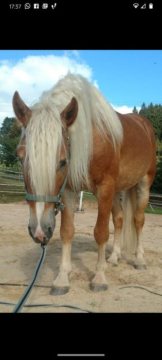 Haflinger ogierek