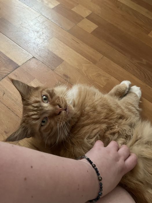 Пропав котик мейн кун Рижуля