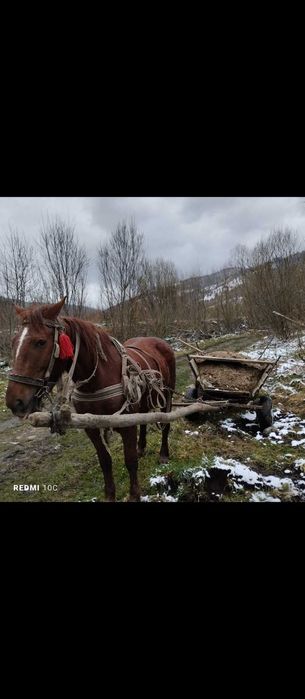 Продам коня 45 тисяч