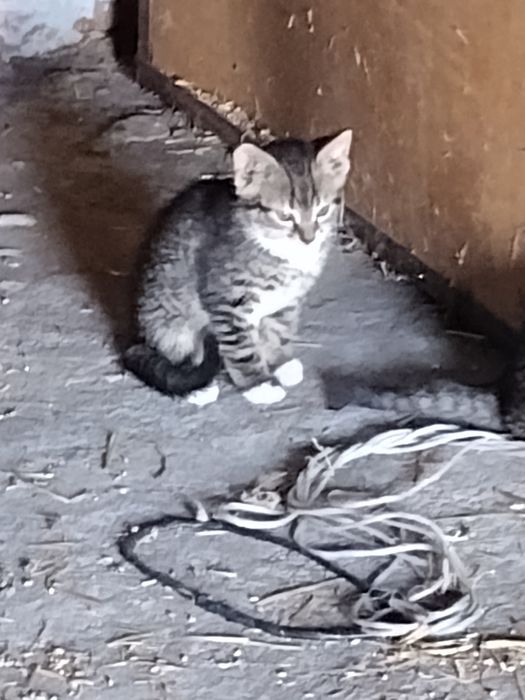 Kotki koty kocięta