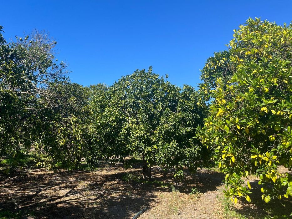Vende-se produção de citrinos (+150 árvores)