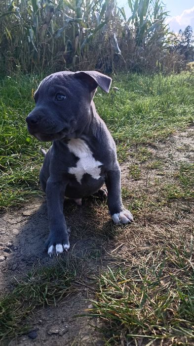 Amstaff błękitny mądry samiec