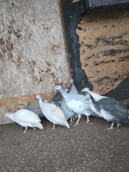 Perliczki perlice młode