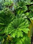 Gunnera Brazylijska