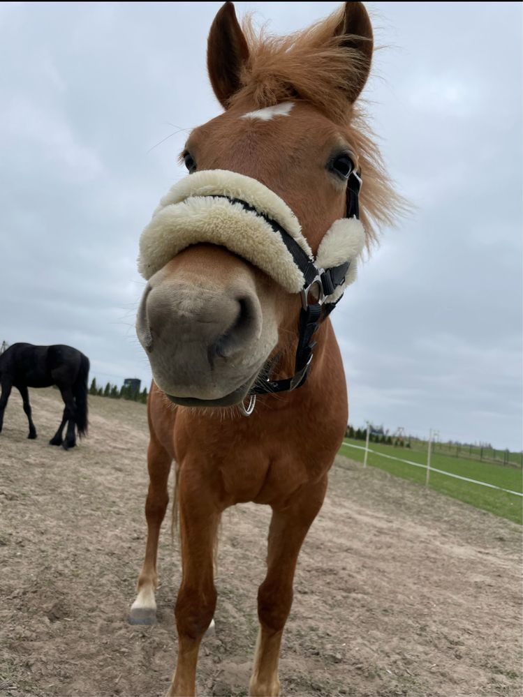 sprzedam 2 przecudowne klacze haflinger