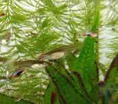 Gupiki Endlera blue star