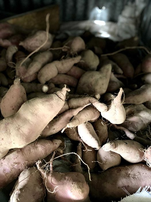 Batata-Doce Biológica - Promocão