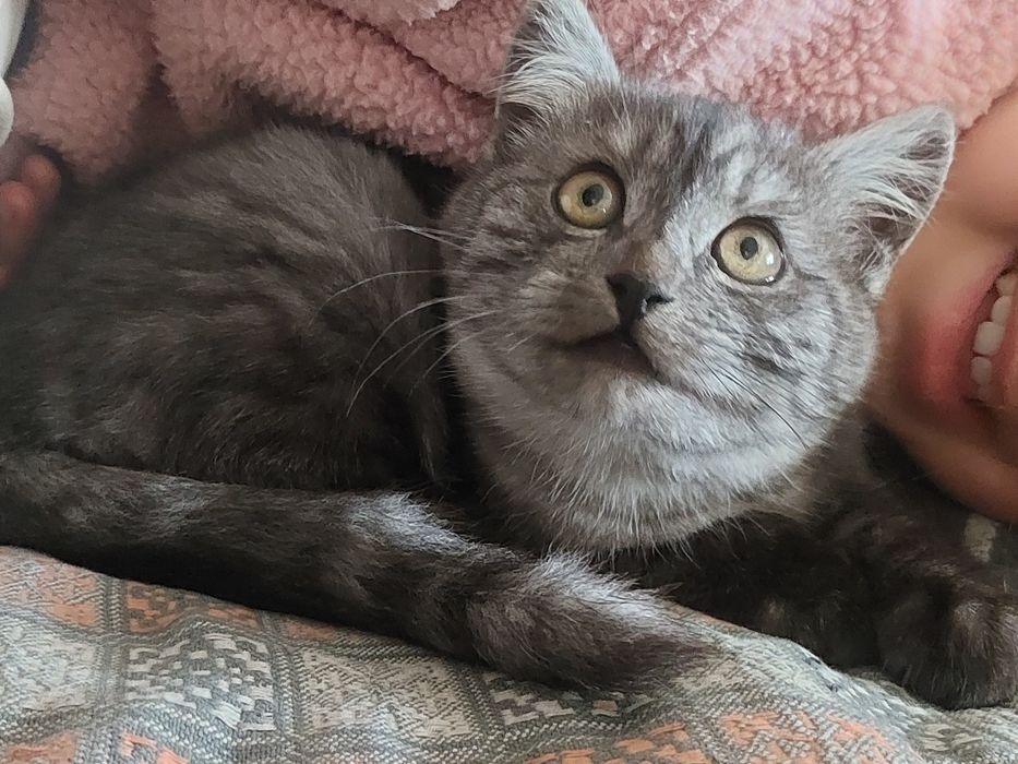 Котик 3міс шукає родину