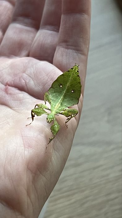 Liśćce cryptophyllium limogesi L3-L5