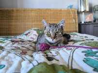 Kocurek Filemon do adopcji