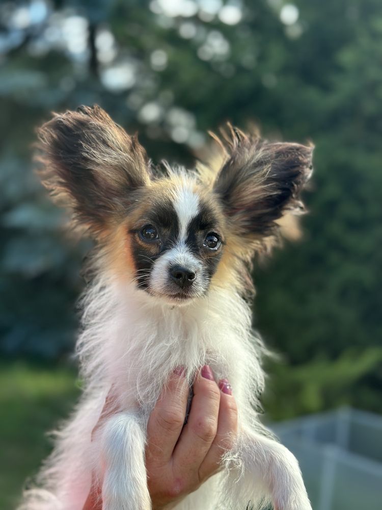 Spaniel Kontynentalny Miniaturowy Papillon FCI