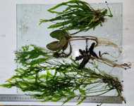 Microsoria i Bolbitis
