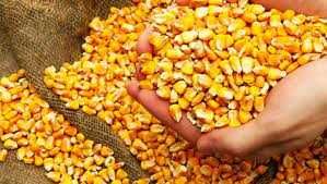 Продам зерно кукурузы 2021