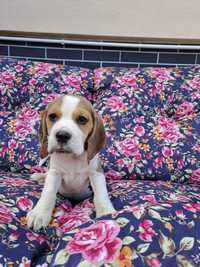 Beagle tricolor sunia