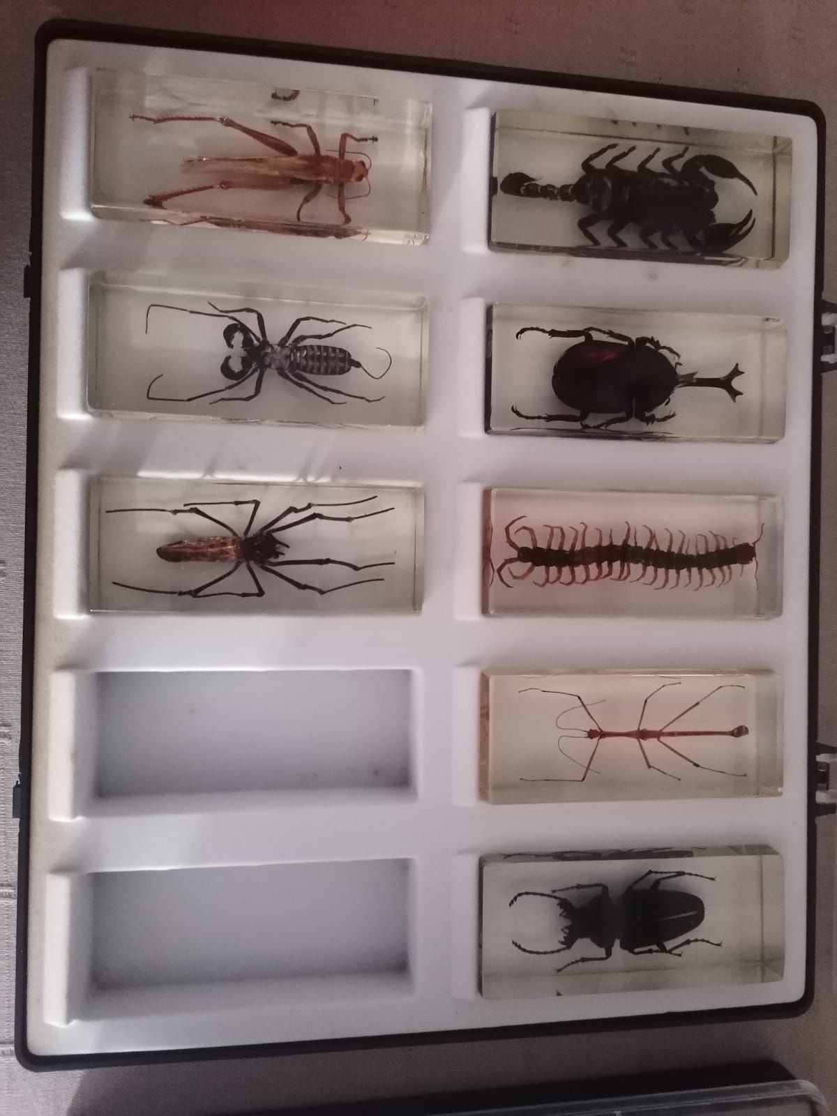 Coleção de insetos