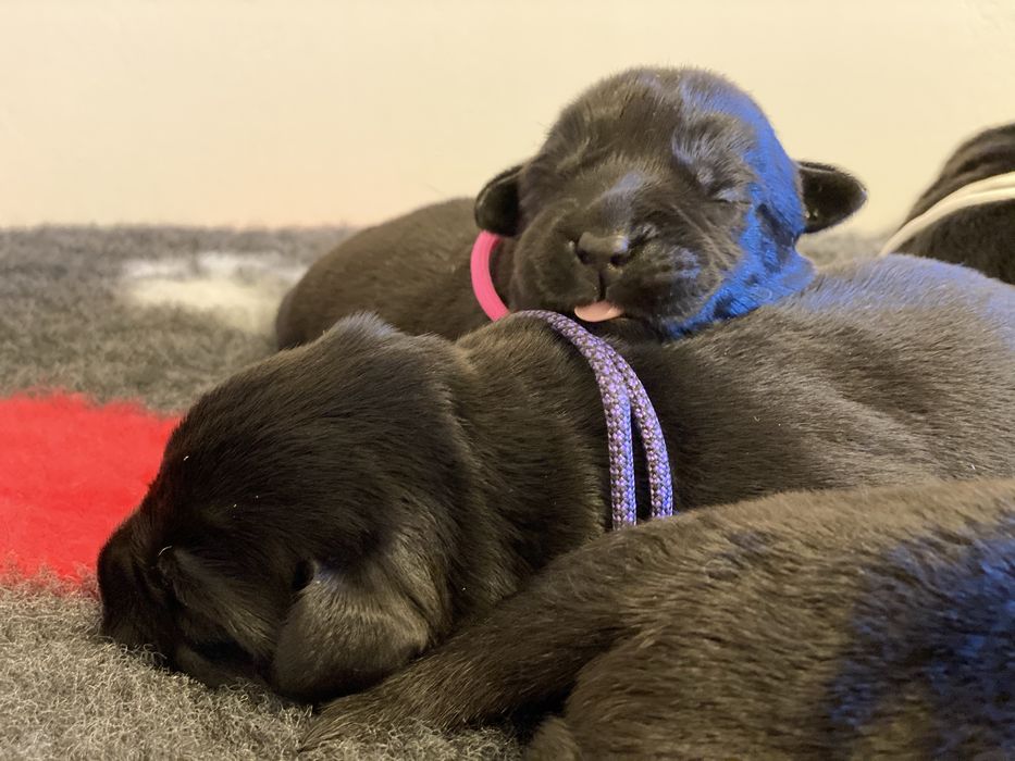 Labrador Retriever - szczeniata po pieknych rodzicach