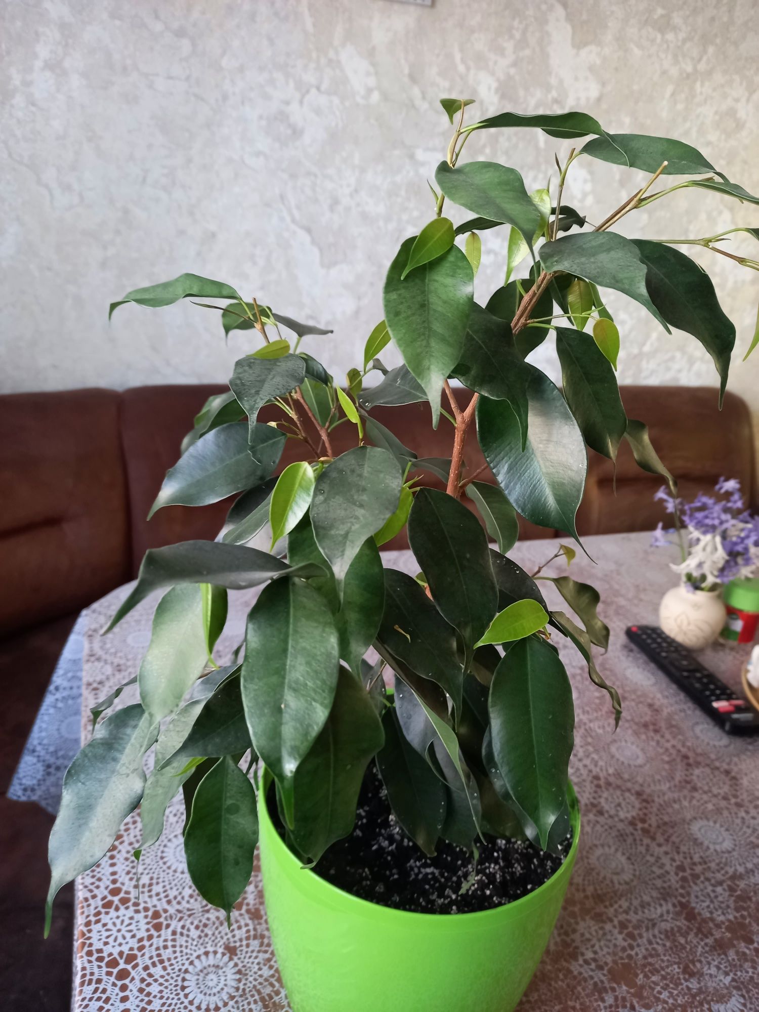 Продам  молодое растение фикуса