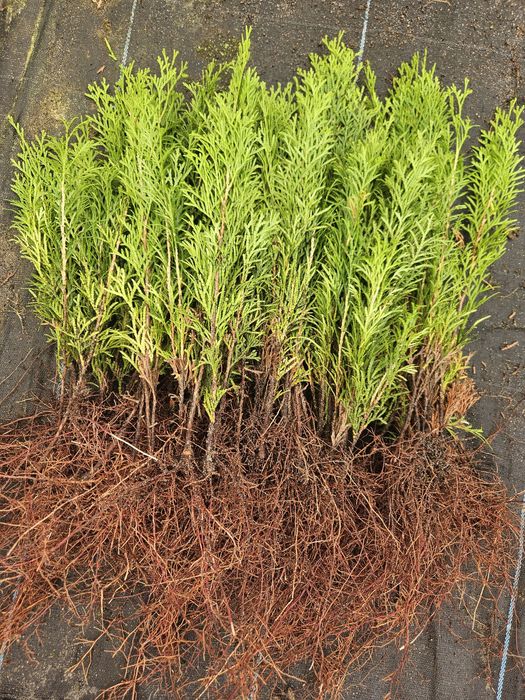 Tuja Smaragd - Szmaragd, trzyletnie sadzonki