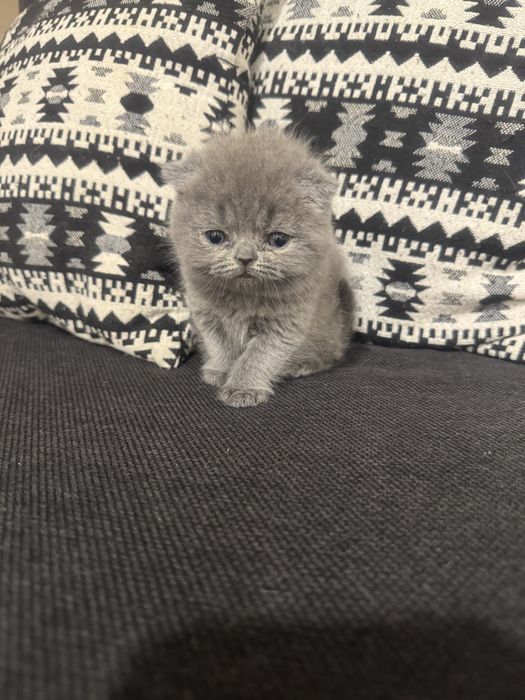 Підростають гарні кошенята