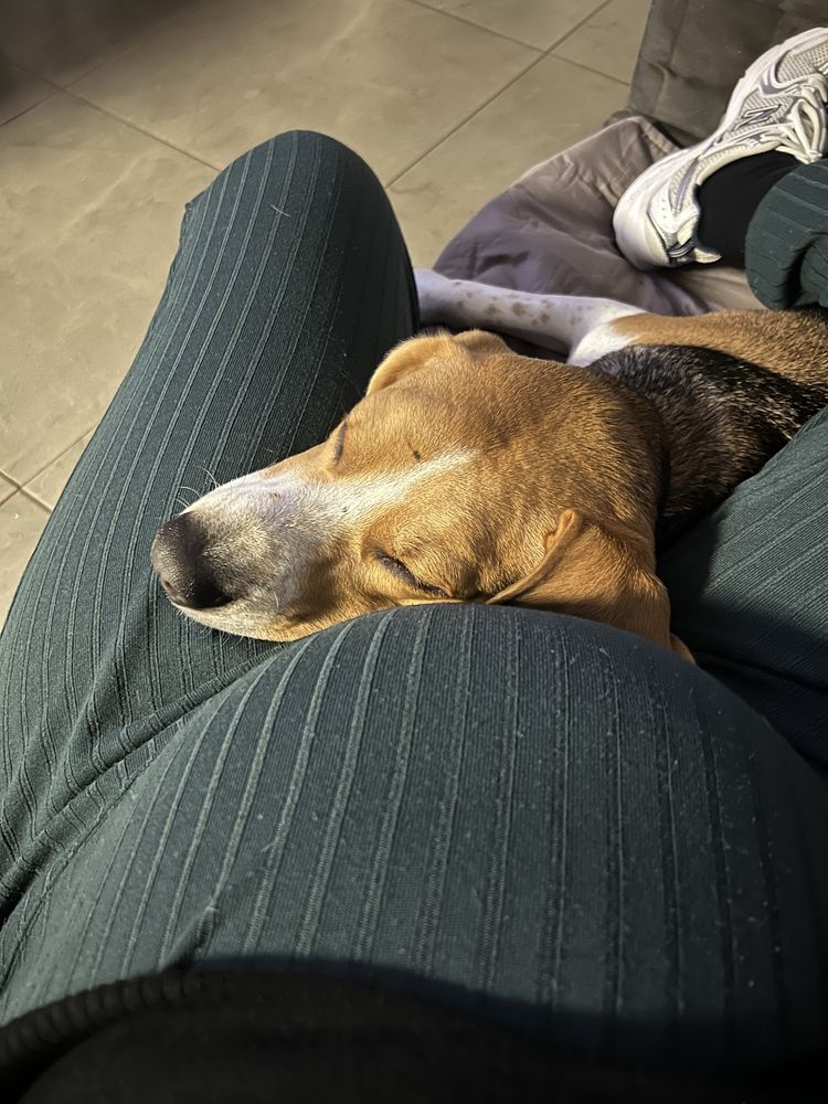 Beagle para adopção