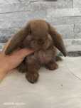 Mini lop, królik miniaturka, króliczek baranek karzełek