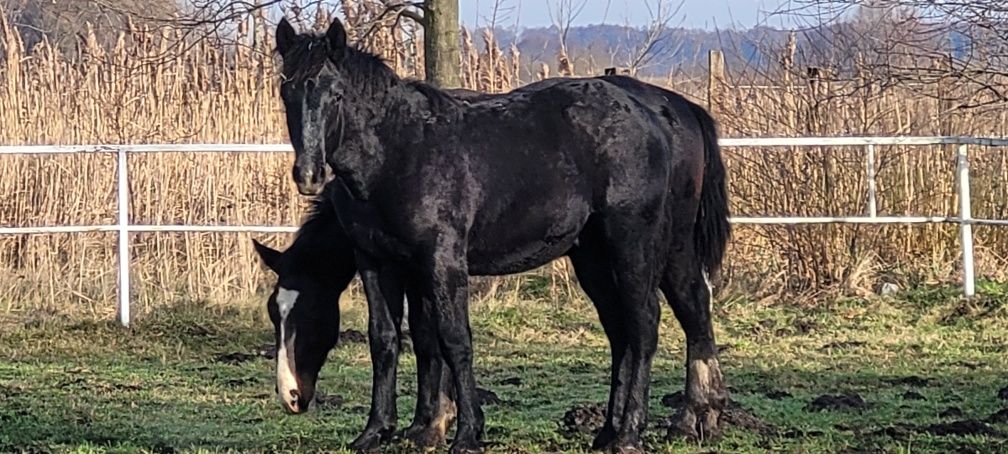 Sprzedam źrebaka Ogierka