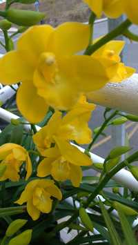 Orquídeas amarela