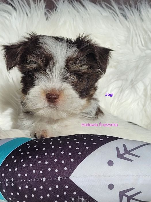 Szczeniak york Yorkshire terrier biewer morkie