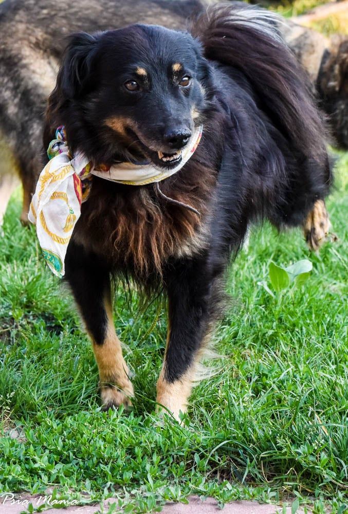 Fantastyczny i optymistyczny Hiden do adopcji!!! Pies na medal!!!