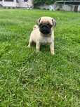 Suczka mops mopsy