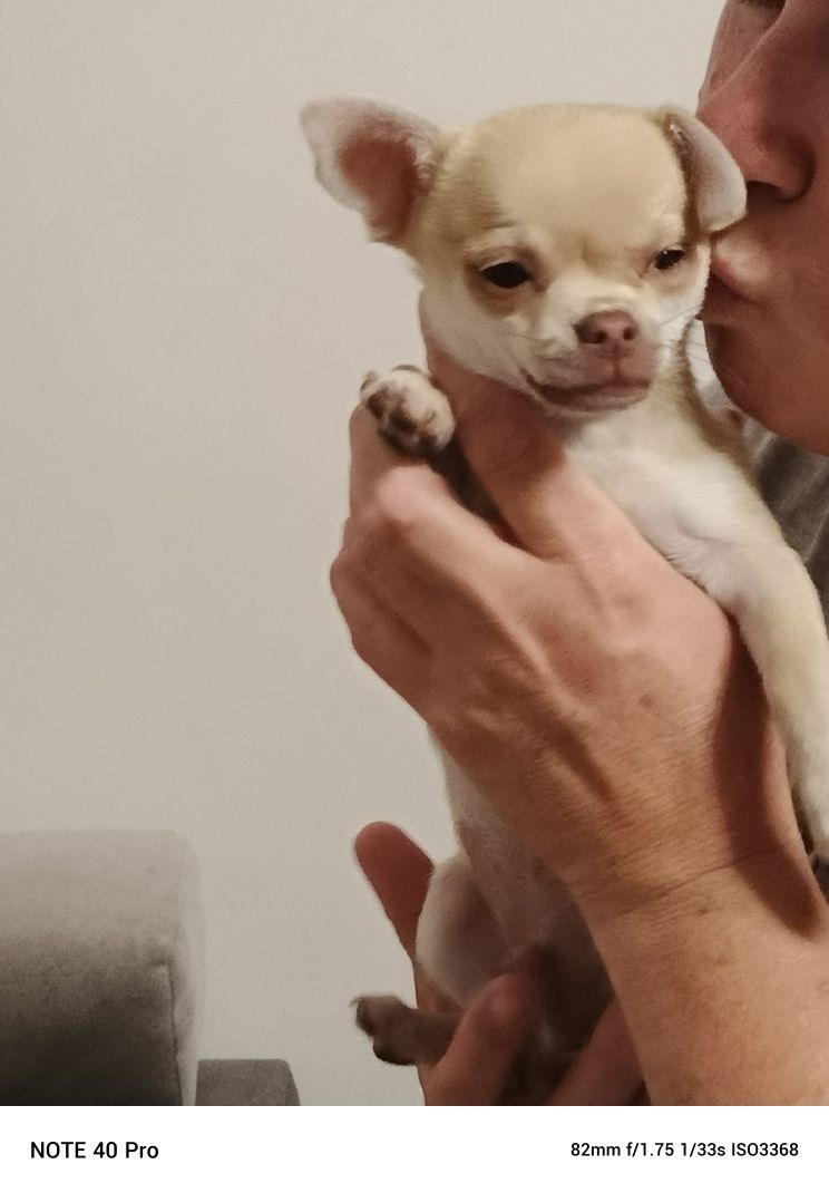 Chihuahua gotowe do odbioru