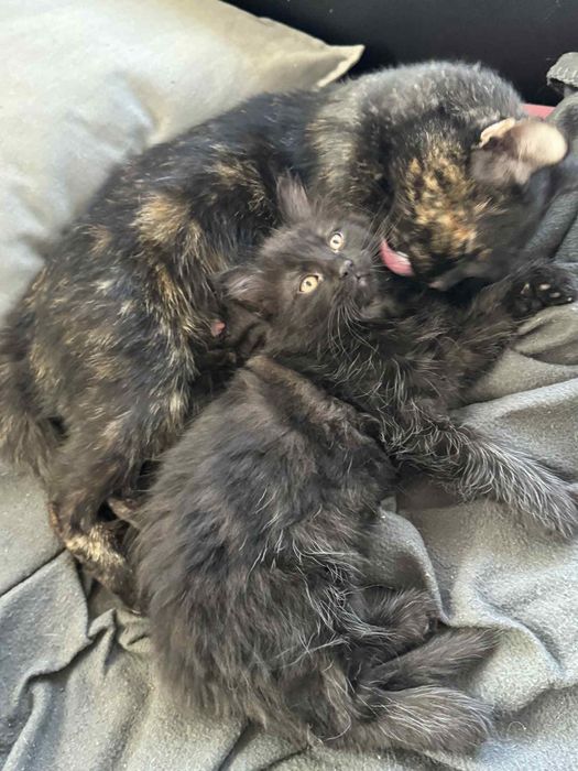 Czubaka czeka na swój domek