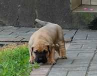 Presa Canario - suczka z rodowodem FCI