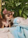 Chihuahua malutki wyjątkowy piesek