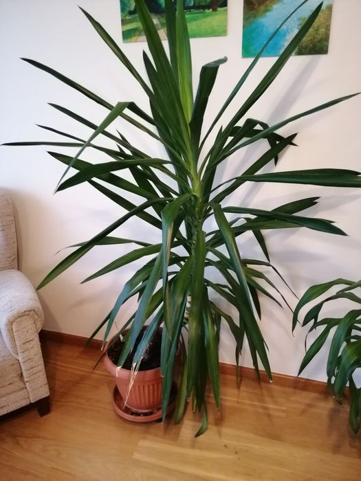 Juka Julka yucca domową wys. 160cm okolice Krakowa