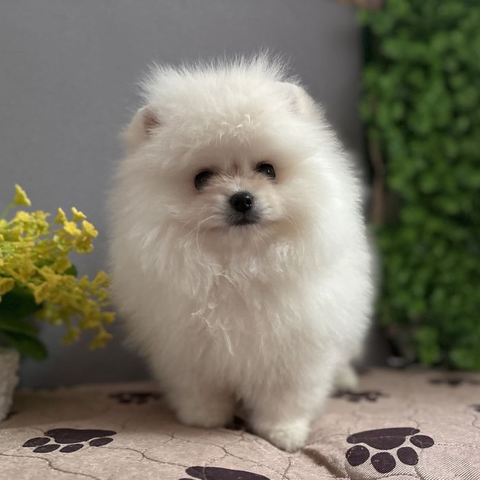 ляльковий Ведмедик хлопчик.