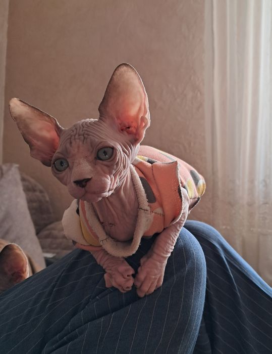 Чудові, лагідні малюки канадики та ельф