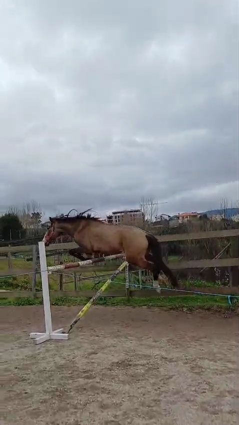 Egua BAIO montado