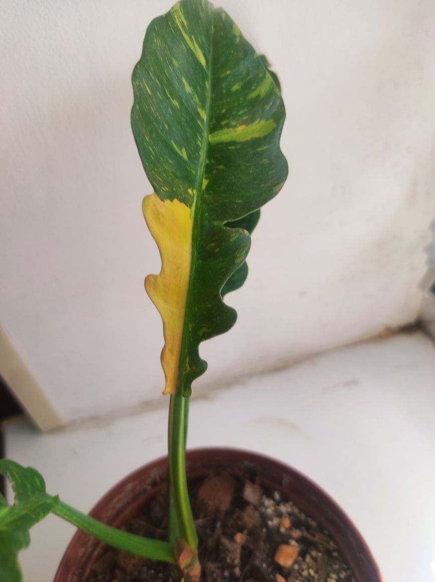 Philodendron Ring of fire/Филодендрон Ринг оф фаер (Огненное кольцо)