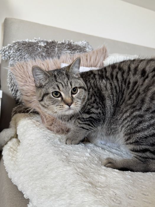 Kocurek brytyjski szynszyla