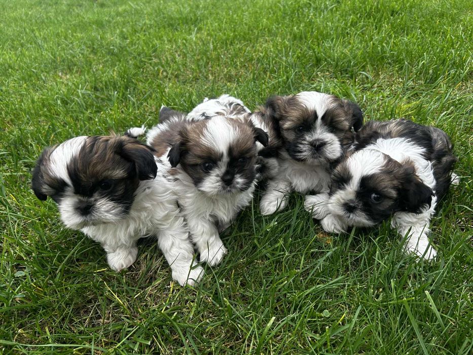 Piekne Shih Tzu.