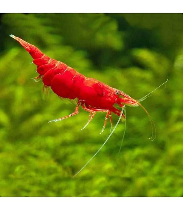 Camarão Neocaridina "Red Fire"