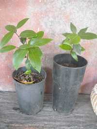 Planta Loureiro/Louro em vaso