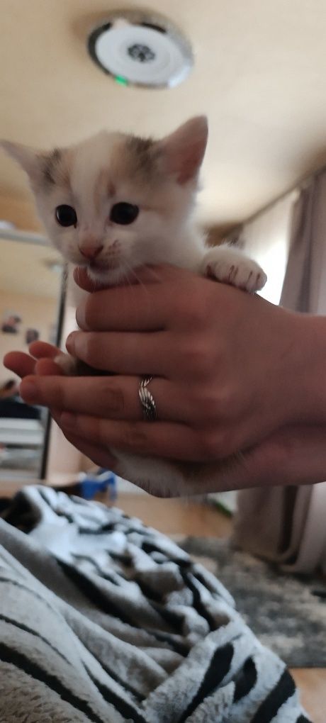 Отдам а хорошие руки котят