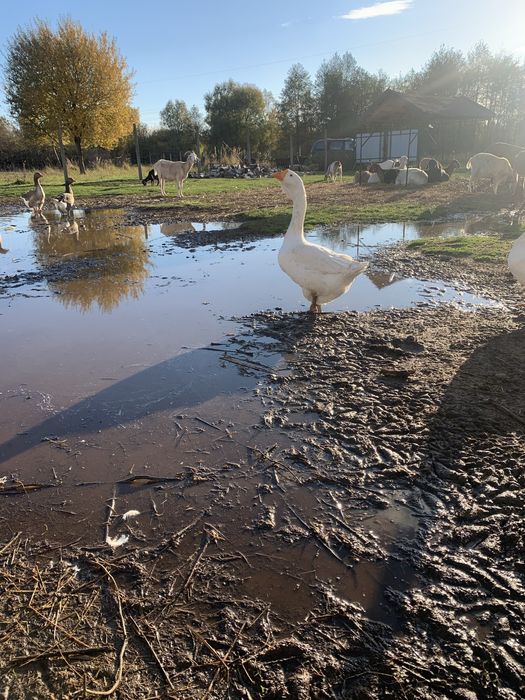 Sprzedam mlodego gasiora cholmogora