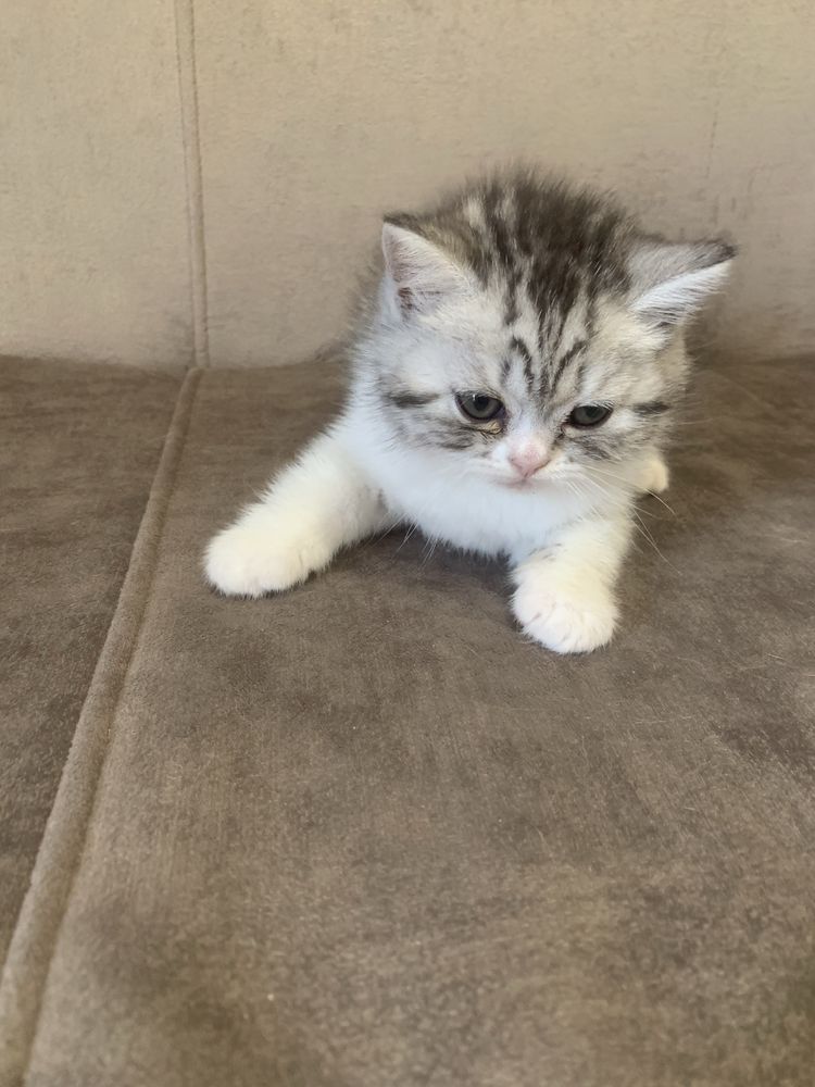 Продам котят  британских