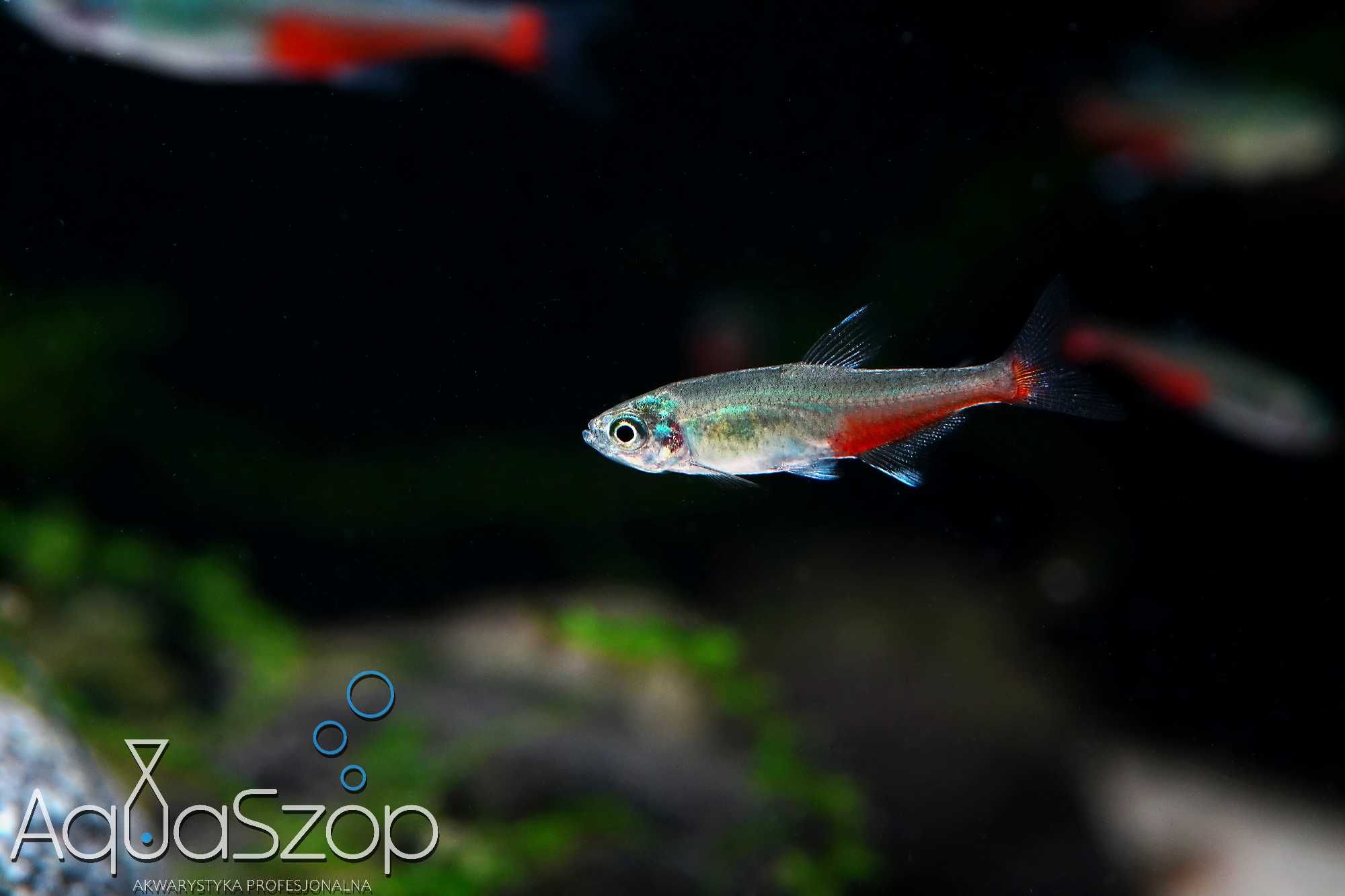 Żwawik Rathbuniego ( Aphyocharax rathbuni ) - AQUASZOP
