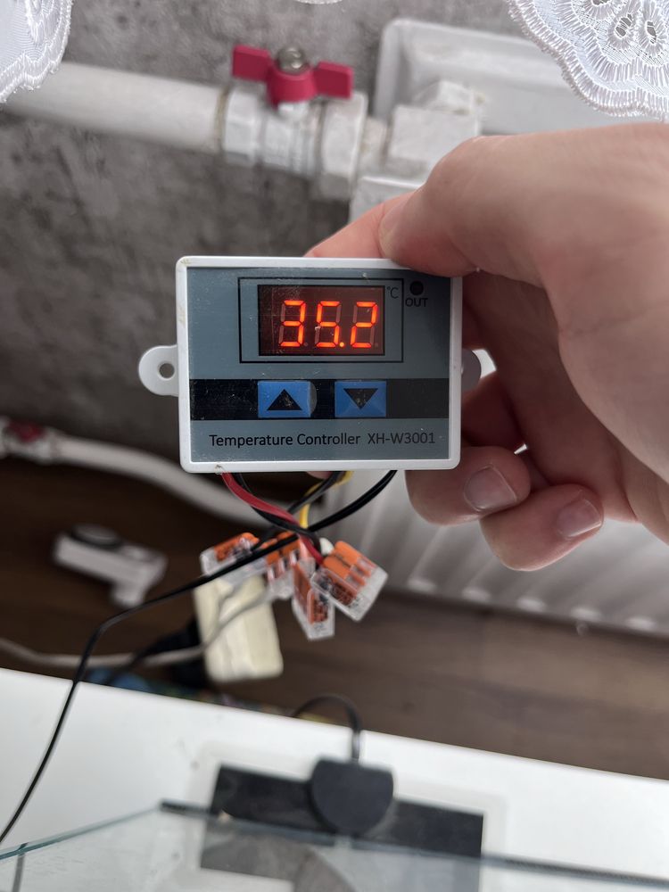 Gekon lampraci z terrariu