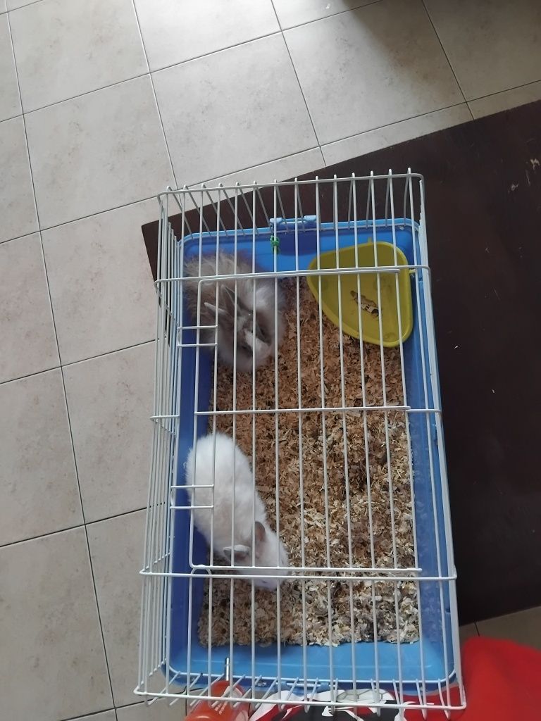 Coelhos anões bebés